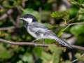 Black-capped Chickadee - Eagle River Campground & Trails, Anchorage Municipality, Alaska, Aug 11, 2023