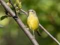 Orange-crowned Warbler - Eagle River Campground & Trails, Anchorage Municipality, Alaska, Aug 11, 2023