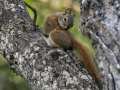 Red Squirrel - Lake Hood & Lake Spenard, Anchorage Municipality, Alaska, Aug 11, 2023