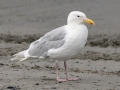 Glaucous-winged Gull - Anchor Point, Kenai Peninsula Borough, Alaska, Aug 14, 2023