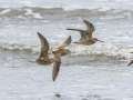 Short-billed Dowitchers - Anchor Point, Kenai Peninsula Borough, Alaska, Aug 14 2023
