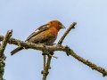White-winged Crossbill - Campbell Creek Park - 2022 Elmore burn, Anchorage Municipality, Alaska, Aug 20, 2023