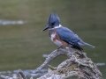 Belted Kingfisher (female), Anchorage Municipality, Alaska, Aug 20, 2023