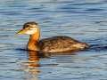 Red-necked Grebe - Westchester Lagoon, Anchorage Municipality, Alaska, Aug 17 2023