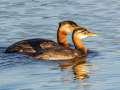 Red-necked Grebes - Westchester Lagoon, Anchorage Municipality, Alaska, Aug 17 2023