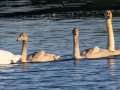 Trumpeter Swans - Westchester Lagoon, Anchorage Municipality, Alaska, Aug 17 2023