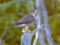 Merlin - Tony Knowles Coastal Trail--Fish Creek Benches, Anchorage Municipality, Alaska, Aug 17, 2023