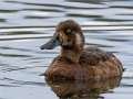 Greater Scaup - Lake Hood & Lake Spenard, Anchorage Municipality, Alaska, Aug 11. 2023