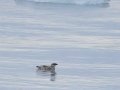 Kittlitz's Murrelet - Kenai Fjords NP - Aialik Bay, Kenai Peninsula Borough, Alaska, Aug 16, 2023