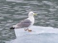 Black-legged Kittiwake (juvenile) - Kenai Fjords NP - Aialik Bay, Kenai Peninsula Borough, Alaska, Aug 16, 2023