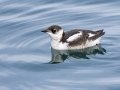 Marbled Murrelet - Homer Spit--Boat Harbor entrance, Kenai Peninsula Borough, Alaska, Aug 14, 2023