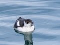 Marbled Murrelet - Homer Spit--Boat Harbor entrance, Kenai Peninsula Borough, Alaska, Aug 14, 2023