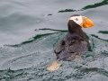 Tufted Puffin - Kenai Fjords NP - Aialik Bay, Kenai Peninsula Borough, Alaska, Aug 16, 2023