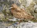Black Turnstone - Anchor Point, Kenai Peninsula Borough, Alaska, Aug 14 2023