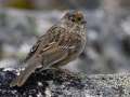 Golden-crowned Sparrow - Hatcher Pass--Summit Lake and April Bowl, Matanuska-Susitna Borough, Alaska, Aug 12, 2023