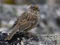 Golden-crowned Sparrow - Hatcher Pass--Summit Lake and April Bowl, Matanuska-Susitna Borough, Alaska, Aug 12, 2023