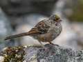 Golden-crowned Sparrow - Hatcher Pass--Summit Lake and April Bowl, Matanuska-Susitna Borough, Alaska, Aug 12, 2023