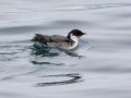 Ancient Murrelet - Kenai Fjords NP - Aialik Bay, Kenai Peninsula Borough, Alaska, Aug 16, 2023