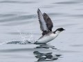 Ancient Murrelet - Kenai Fjords NP - Aialik Bay, Kenai Peninsula Borough, Alaska, Aug 16, 2023
