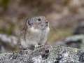 Collared Pika- Hatcher Pass--Summit Lake and April Bowl, Matanuska-Susitna Borough, Alaska, Aug 12, 2023