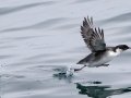 Ancient Murrelet - Kenai Fjords NP - Aialik Bay, Kenai Peninsula Borough, Alaska, Aug 16, 2023
