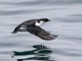 Ancient Murrelet - Kenai Fjords NP - Aialik Bay, Kenai Peninsula Borough, Alaska, Aug 16, 2023