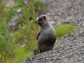 Hoary Marmot - Hatcher Pass--Summit Lake and April Bowl, Matanuska-Susitna Borough, Alaska, Aug 12, 2023