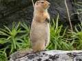 Arctic Ground Squirrel - Hatcher Pass--Summit Lake and April Bowl, Matanuska-Susitna Borough, Alaska, Aug 12, 2023