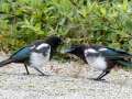 Black-billed Magpies - Hatcher Pass Rd.--Santa Fe Dr. to Motherlode Lodge, Matanuska-Susitna Borough, Alaska, Aug 12, 2023