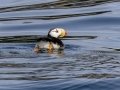 Horned Puffin - Kenai Fjords NP - Aialik Bay, Kenai Peninsula Borough, Alaska, Aug 16, 2023
