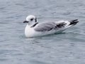 Black-legged Kittiwake, Lowell Point SRS, Kenai Peninsula Borough, Alaska, Aug 15, 2023