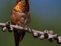 Allen's Hummingbird