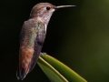 Allen's Hummingbird