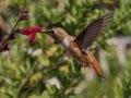 Allen's Hummingbird