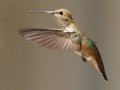 Allen's Hummingbird