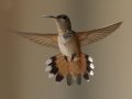 Allen's Hummingbird