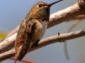 Allen's Hummingbird