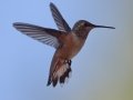 Allen's Hummingbird