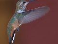 Allen's Hummingbird