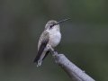Allen's Hummingbird
