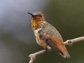 Allen's Hummingbird
