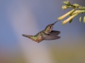 Allen's Hummingbird - Bolsa Chica Ecological Reserve