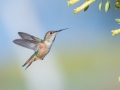 Allen's Hummingbird - Bolsa Chica Ecological Reserve