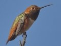 Allen's Hummingbird