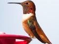 Allen's Hummingbird
