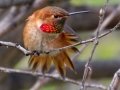 Allen's Hummingbird