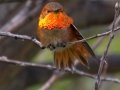Allen's Hummingbird