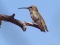 Allen's Hummingbird