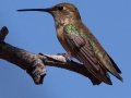 Allen's Hummingbird