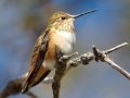 Allen's Hummingbird